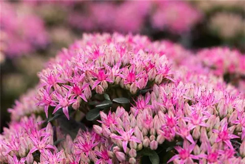 Prächtiges Garten-Fettblatt - Sedum spectabile 'Carl'