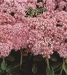 Prächtiges Garten-Fettblatt - Sedum spectabile 'Carl'