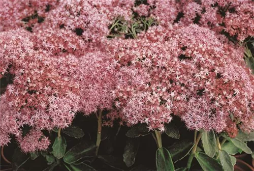 Prächtiges Garten-Fettblatt - Sedum spectabile 'Carl'