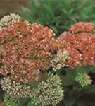 Großes Garten-Fettblatt - Sedum telephium 'Herbstfreude'