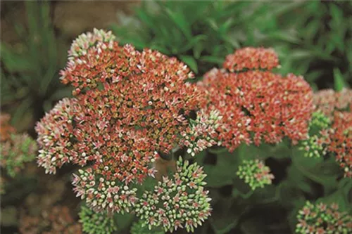 Großes Garten-Fettblatt - Sedum telephium 'Herbstfreude'