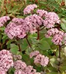 Großes Garten-Fettblatt - Sedum telephium 'Matrona'