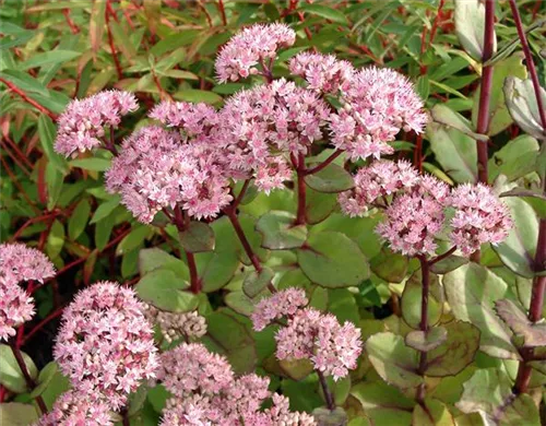 Großes Garten-Fettblatt - Sedum telephium 'Matrona'