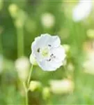 Garten-Leimkraut - Silene uniflora 'Weißkehlchen'