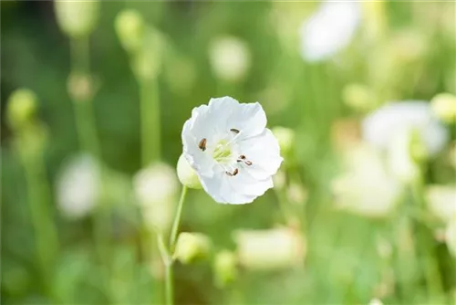 Garten-Leimkraut - Silene uniflora 'Weißkehlchen'