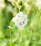 Garten-Leimkraut - Silene uniflora 'Weißkehlchen'