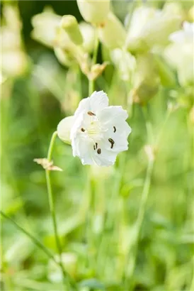 Garten-Leimkraut - Silene uniflora 'Weißkehlchen'