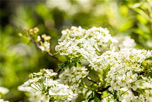 Weiße Rispenspiere - Spiraea cinerea 'Grefsheim'