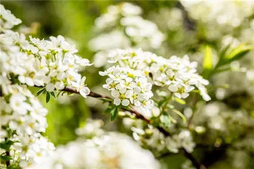 Weiße Rispenspiere - Spiraea cinerea 'Grefsheim'