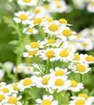 Mutterkraut - Tanacetum parthenium