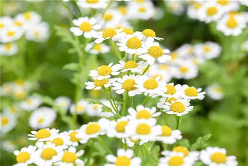 Mutterkraut - Tanacetum parthenium