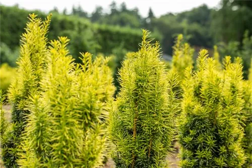 Gold-Säuleneibe - Taxus baccata 'Fastigiata Aurea'