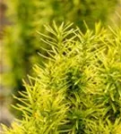 Goldene Straucheibe - Taxus baccata 'Semperaurea'