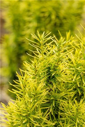 Goldene Straucheibe - Taxus baccata 'Semperaurea'