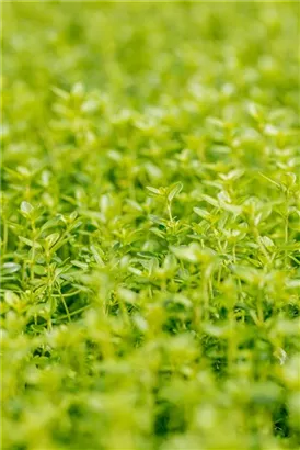 Garten-Thymian - Thymus pulegioides 'Aureus'