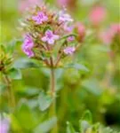 Garten-Thymian - Thymus serpyllum 'Coccineus'