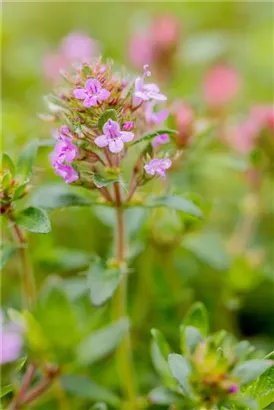 Garten-Thymian - Thymus serpyllum 'Coccineus'