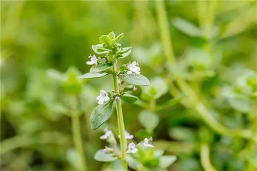 Bastard-Thymian - Thymus x citriodorus