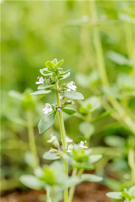 Bastard-Thymian - Thymus x citriodorus