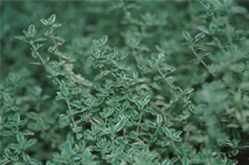 Weißrandiger Garten-Thymian - Thymus x citriodorus 'Silver Queen'