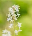 Herzblättrige Schaumblüte - Tiarella cordifolia