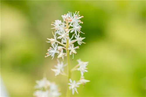 Herzblättrige Schaumblüte - Tiarella cordifolia