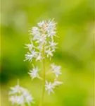 Herzblättrige Schaumblüte - Tiarella cordifolia