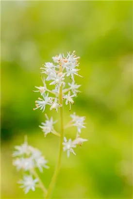 Herzblättrige Schaumblüte - Tiarella cordifolia