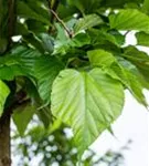 Winterlinde - Tilia cordata - Heckenelemente