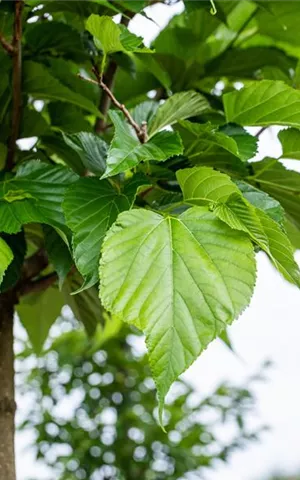 Tilia cordata - Formgehölze