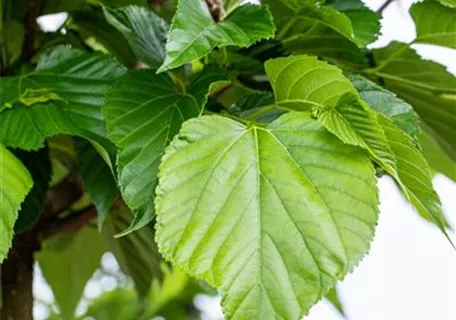 Tilia cordata - Formgehölze - Winterlinde