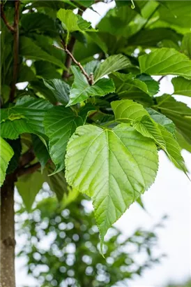 Winterlinde - Tilia cordata - Heckenelemente