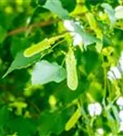 Amerikan.Stadtlinde - Tilia cordata 'Greenspire' - Formgehölze