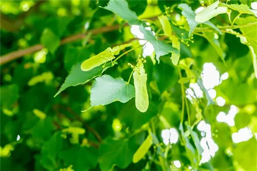 Amerikan.Stadtlinde - Tilia cordata 'Greenspire' - Formgehölze