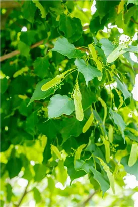 Amerikan.Stadtlinde - Tilia cordata 'Greenspire' - Formgehölze