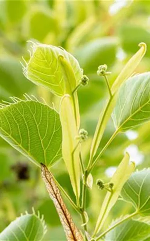 Tilia henryana