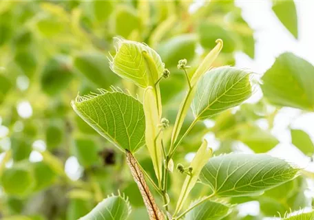 Tilia henryana - Henrys Linde