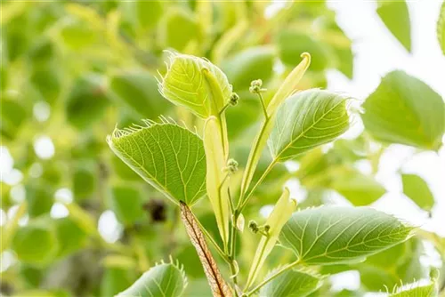 Henrys Linde - Tilia henryana