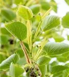 Henrys Linde - Tilia henryana