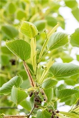 Henrys Linde - Tilia henryana