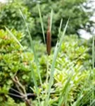 Breitblättriger Rohrkolben - Typha latifolia