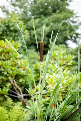 Breitblättriger Rohrkolben - Typha latifolia