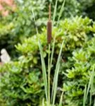 Breitblättriger Rohrkolben - Typha latifolia