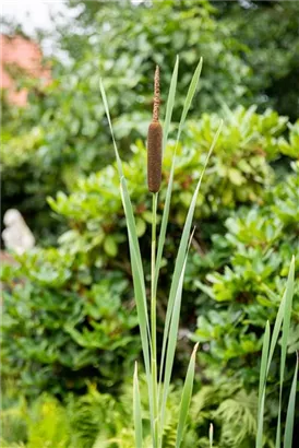 Breitblättriger Rohrkolben - Typha latifolia