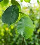 Laubenulme 'Camperdownii' - Ulmus glabra 'Camperdownii'