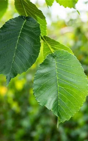 Ulmus glabra 'Camperdownii'