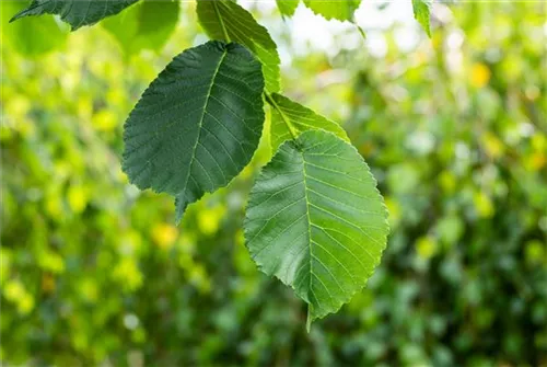 Laubenulme 'Camperdownii' - Ulmus glabra 'Camperdownii'