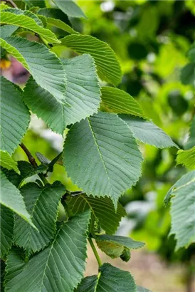 Laubenulme 'Camperdownii' - Ulmus glabra 'Camperdownii'