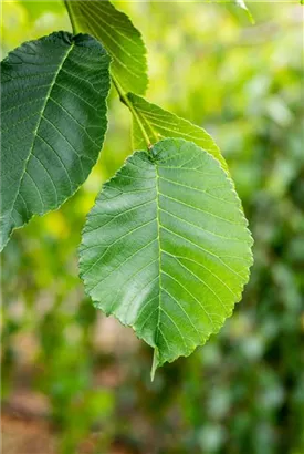 Laubenulme 'Camperdownii' - Ulmus glabra 'Camperdownii'