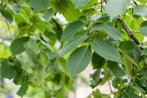 Laubenulme 'Camperdownii' - Ulmus glabra 'Camperdownii'